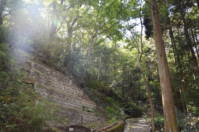 薬用植物園